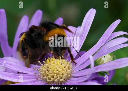 Natürliche Nahaufnahme auf einer Hummel, Bombus terrestris, die auf einer blauen Asterblume sitzt Stockfoto