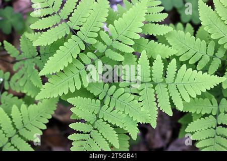 Gymnocarpium dryopteris, allgemein bekannt als westliche Eiche, gemeine Eiche Farn, Eiche Farn oder nördliche Eiche Farn, wilde Pflanze aus Finnland Stockfoto