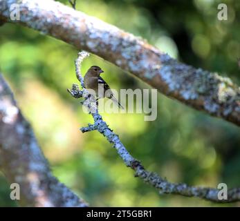 Kaffinchen auf einem mit Flechten bedeckten Baum Stockfoto