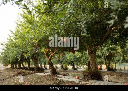 Reife Granatäpfel im Obstgarten Stockfoto