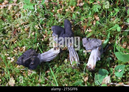Helvella lacunosa, bekannt als schiefergrauer Sattel oder geriffelter schwarzer Elfin-Sattel, wilder Pilz aus Finnland Stockfoto