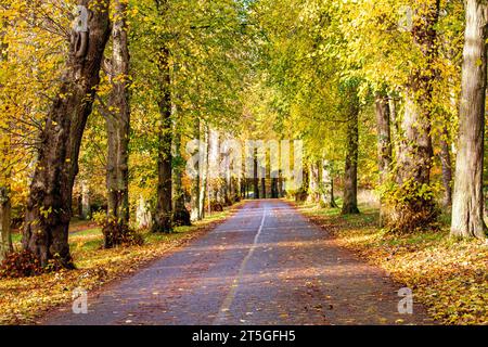 Dundee, Tayside, Schottland, Großbritannien. November 2023. Wetter in Großbritannien: Wunderschöne herbstliche Szenen im Dundee Camperdown Country Park in Schottland. Quelle: Dundee Photographics/Alamy Live News Stockfoto