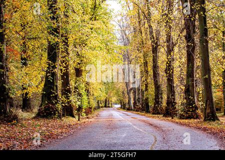 Dundee, Tayside, Schottland, Großbritannien. November 2023. Wetter in Großbritannien: Wunderschöne herbstliche Szenen im Dundee Camperdown Country Park in Schottland. Quelle: Dundee Photographics/Alamy Live News Stockfoto