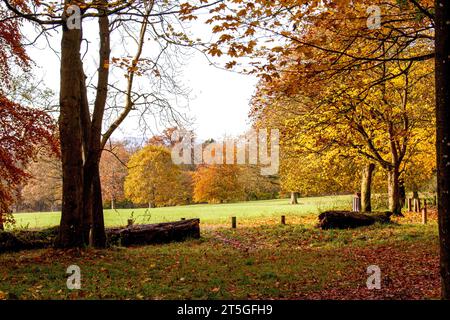 Dundee, Tayside, Schottland, Großbritannien. November 2023. Wetter in Großbritannien: Wunderschöne herbstliche Szenen im Dundee Camperdown Country Park in Schottland. Quelle: Dundee Photographics/Alamy Live News Stockfoto