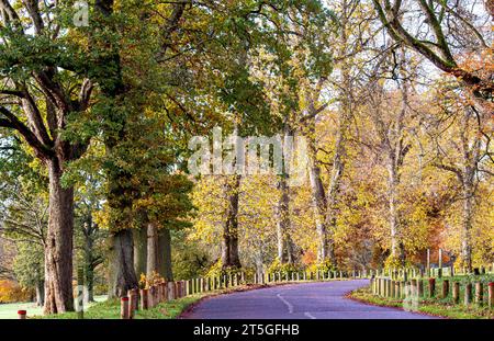 Dundee, Tayside, Schottland, Großbritannien. November 2023. Wetter in Großbritannien: Wunderschöne herbstliche Szenen im Dundee Camperdown Country Park in Schottland. Quelle: Dundee Photographics/Alamy Live News Stockfoto