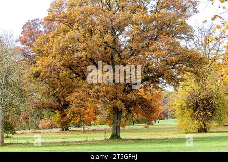 Dundee, Tayside, Schottland, Großbritannien. November 2023. Wetter in Großbritannien: Wunderschöne herbstliche Szenen im Dundee Camperdown Country Park in Schottland. Quelle: Dundee Photographics/Alamy Live News Stockfoto