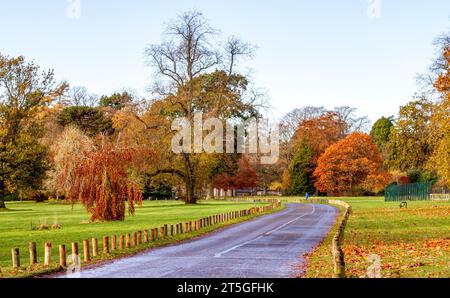 Dundee, Tayside, Schottland, Großbritannien. November 2023. Wetter in Großbritannien: Wunderschöne herbstliche Szenen im Dundee Camperdown Country Park in Schottland. Quelle: Dundee Photographics/Alamy Live News Stockfoto