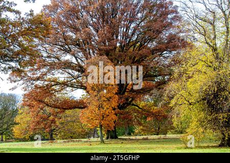 Dundee, Tayside, Schottland, Großbritannien. November 2023. Wetter in Großbritannien: Wunderschöne herbstliche Szenen im Dundee Camperdown Country Park in Schottland. Quelle: Dundee Photographics/Alamy Live News Stockfoto