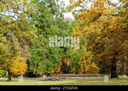 Dundee, Tayside, Schottland, Großbritannien. November 2023. Wetter in Großbritannien: Wunderschöne herbstliche Szenen im Dundee Camperdown Country Park in Schottland. Quelle: Dundee Photographics/Alamy Live News Stockfoto