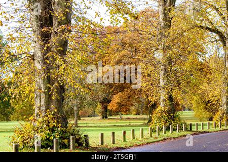 Dundee, Tayside, Schottland, Großbritannien. November 2023. Wetter in Großbritannien: Wunderschöne herbstliche Szenen im Dundee Camperdown Country Park in Schottland. Quelle: Dundee Photographics/Alamy Live News Stockfoto