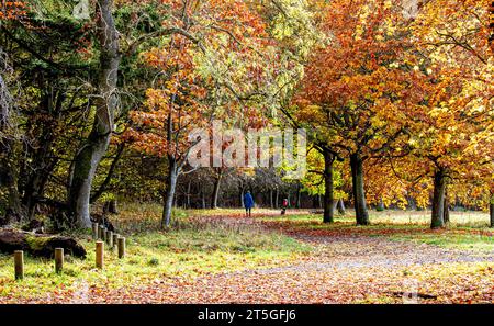 Dundee, Tayside, Schottland, Großbritannien. November 2023. Wetter in Großbritannien: Wunderschöne herbstliche Szenen im Dundee Camperdown Country Park in Schottland. Quelle: Dundee Photographics/Alamy Live News Stockfoto