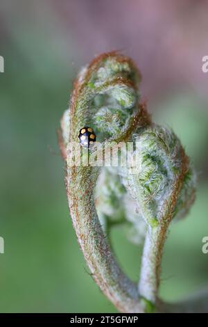 Marienkäfer, Coccinula quatuordecimpustulata, und neuer Spross von gemeinem Bracken, Pteridium aquilinum Stockfoto