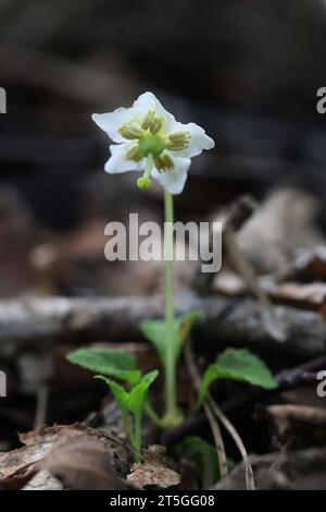 Einblühendes Wintergrün, Moneses uniflora, auch bekannt als Single Delight, Wildblühpflanze aus Finnland Stockfoto