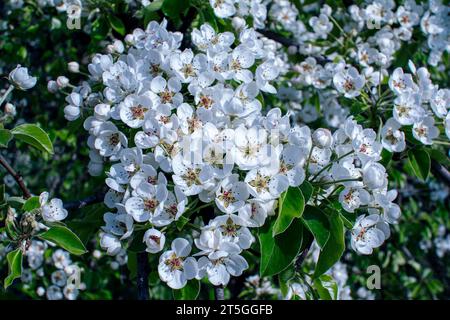 Schöne blühende Birnenzweige mit weißen Blüten und Knospen, die in einem Garten mit blauem Himmel auf dem Hintergrund wachsen. Frühling Natur Hintergrund. Stockfoto