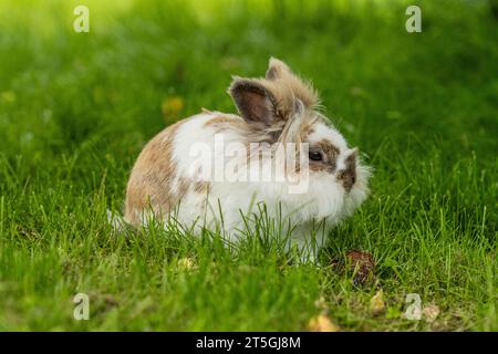 Löwenkopfkaninchen kauen auf Gras Stockfoto