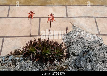 Blühende Aloe (Aloe Vera) saftige Pflanze mit Orangenblüten an der Fassade eines alten Hauses auf einem Felsen, Borgio Verezzi, Savona, Ligurien, Italien Stockfoto