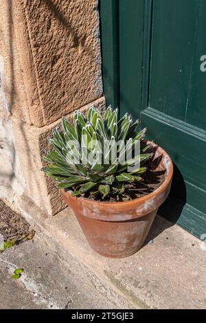 Eine Queen Victoria Agave (Agave victoria-reginae) Pflanze in einem Terrakotta-Topf vor der Steintür eines alten Hauses in Ligurien, Italien Stockfoto