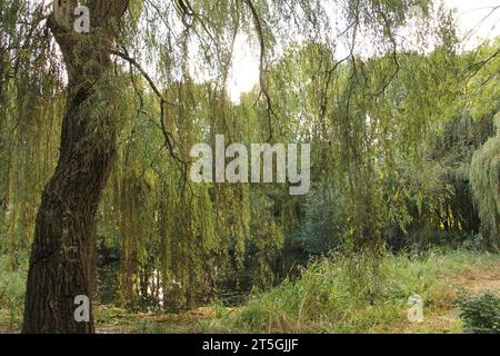 Eine große Trauerweide mit langen Zweigen mit bunten Blättern vor einem Teich in einem Wald Stockfoto