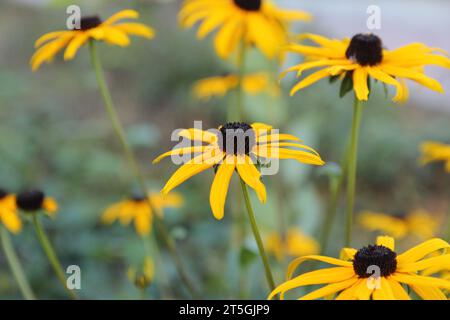 Ein paar gelbe Konblumen aus der Nähe in einem Blumengarten Stockfoto