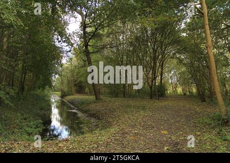 Eine Kreuzung von Straßen und ein Graben mit Wasser in Wald mit Bäumen und gefallenen Blättern Stockfoto