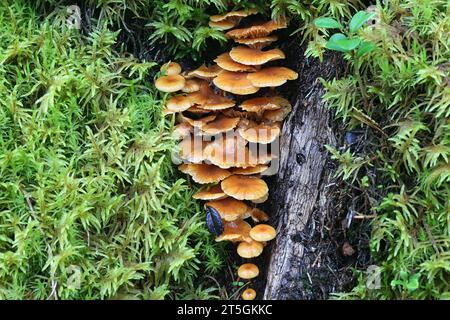 Xeromphalina campanella, bekannt als der Kiefernschwanz, Goldtrompete oder die Glocke omphalina, wilder Pilz aus Finnland Stockfoto