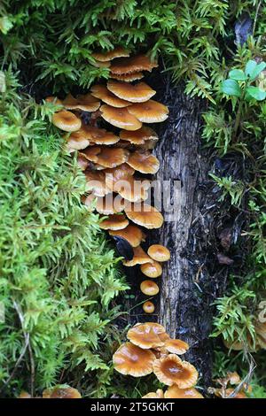 Xeromphalina campanella, bekannt als der Kiefernschwanz, Goldtrompete oder die Glocke omphalina, wilder Pilz aus Finnland Stockfoto