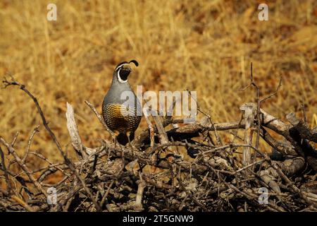 Männliche kalifornische Wachtel (Callipepla californica) auf einem Bürstenstapel im Shasta County Kalifornien USA. Der Bürstenhaufen wurde von einem Landbesitzer als Lebensraum platziert. Stockfoto