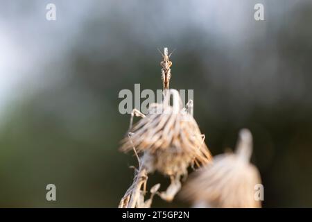 Empusa pennata, oder die Kegelkopfmantis, ist eine Art von Gottesanbeterin der Gattung Empusa, die im Mittelmeerraum beheimatet ist. Stockfoto