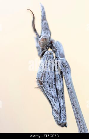 Empusa pennata, oder die Kegelkopfmantis, ist eine Art von Gottesanbeterin der Gattung Empusa, die im Mittelmeerraum beheimatet ist. Stockfoto