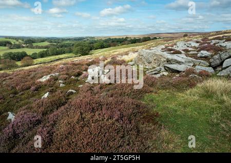 Im Sommer im North York Moors National Park in der Nähe von Goathland, Yorkshire, Großbritannien, findet man eine schroffe Moorlandschaft mit großen Felsbrocken und blühenden Wildheiden. Stockfoto