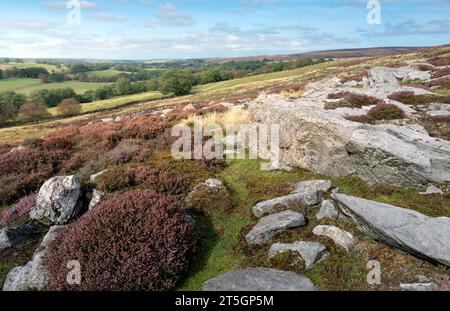 Im Sommer im North York Moors National Park in der Nähe von Goathland, Yorkshire, Großbritannien, findet man eine schroffe Moorlandschaft mit großen Felsbrocken und blühenden Wildheiden. Stockfoto