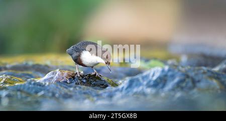 Der weiße Kehltauchler Cinclus cinclus sitzt auf einer Jagd nach Nahrung im Wasser im Fluss, das beste Foto. Stockfoto