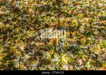 Bords de la Vézère en automne - Feuillage coloré Stockfoto