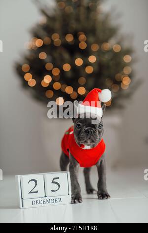 Niedlicher junger französischer Bulldogge-Welpe mit blauen Augen mit Weihnachtskubus-Kalender aus Holz in Weihnachtsstimmung. Fröhlicher, stilvoller, entzückender Hündchen Stockfoto