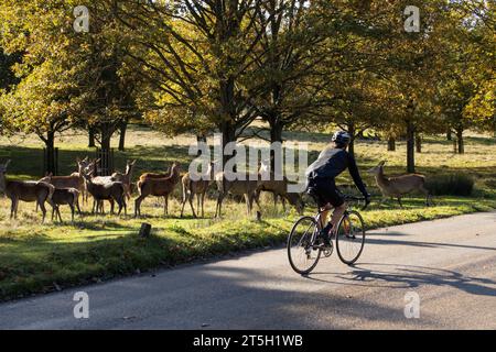 London, Großbritannien. November 2023. Eine Herde von Damhirschen überquert eine der Hauptstraßen, die den Richmond Park auf einer der wichtigsten Radwege in den Herbstfarben durchqueren. November 2023 Richmond, Southwest London, England, Vereinigtes Königreich Credit: Jeff Gilbert/Alamy Live News Credit: Jeff Gilbert/Alamy Live News Stockfoto