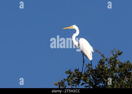 Ein großer Reiher (Ardea alba) thront auf einer kalifornischen Eiche im Shasta County, Kalifornien, USA. Stockfoto