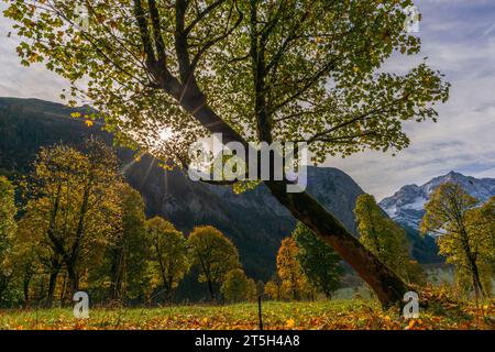 Bunte Herbstfolien im Ahornboden, Ahornboden, Engtal oder Engtal, Naturschutzgebiet Karwendel Masif, Alpen, Österreich, Stockfoto