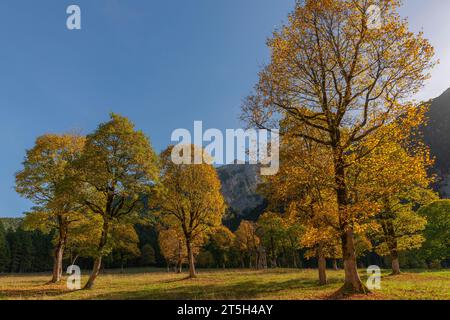 Bunte Herbstfolien im Ahornboden, Ahornboden, Engtal oder Engtal, Naturschutzgebiet Karwendel Masif, Alpen, Österreich, Stockfoto