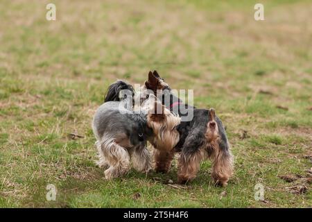 Zwei Yorkshire Terrier auf einem Spaziergang am Sandstrand. Stockfoto