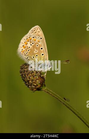 Gemeiner blauer Schmetterling mit Blick auf Blattlaus Stockfoto