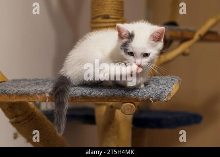 Ein kleines Tabby-Kätzchen leckt seine Pfoten auf einem Schaber. Stockfoto