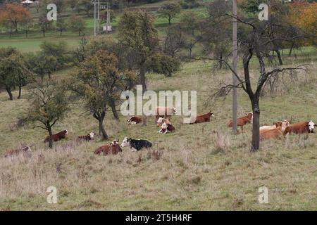 Eine Herde Kühe liegt auf einer Wiese in einem umzäunten Gehege. Stockfoto