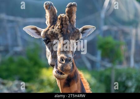 Rothschilds Giraffe - Giraffa camelopardalis rothschildi - Kopfporträt. Der Hintergrund ist unscharf und zeigt ein schönes Bokeh Stockfoto