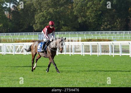 Ascot, Berkshire, Großbritannien. November 2023. Horse Estacas, das von Jockey Lilly Pinchin geritten wurde, stürmt sich auf die Rennstrecke in Ascot, um beim Grundon Waste Management Conditional Jockeys' Novices' Handicap Hürdle Race auf der Ascot Racecourse am Fireworks Spectacular Family Raceday teilzunehmen. Besitzer Konstruktives Pferd. Trainer David Bridgwater, Stow-on-the-Wold. Züchter Stiftung Gestut Fahrhof. Sponsor Feasibility Ltd Quelle: Maureen McLean/Alamy Live News Stockfoto