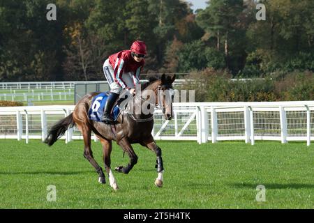 Ascot, Berkshire, Großbritannien. November 2023. Horse Estacas, das von Jockey Lilly Pinchin geritten wurde, stürmt sich auf die Rennstrecke in Ascot, um beim Grundon Waste Management Conditional Jockeys' Novices' Handicap Hürdle Race auf der Ascot Racecourse am Fireworks Spectacular Family Raceday teilzunehmen. Besitzer Konstruktives Pferd. Trainer David Bridgwater, Stow-on-the-Wold. Züchter Stiftung Gestut Fahrhof. Sponsor Feasibility Ltd Quelle: Maureen McLean/Alamy Live News Stockfoto