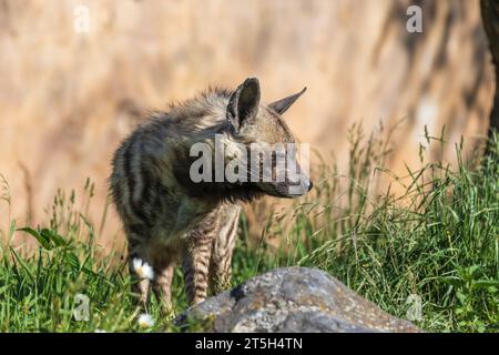 Brindle Hyena - Hyaena Hyaena steht auf einer Wiese im Gras. Stockfoto