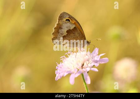 Wiesenbrauner Schmetterling auf schmeichelhafter Blume Stockfoto