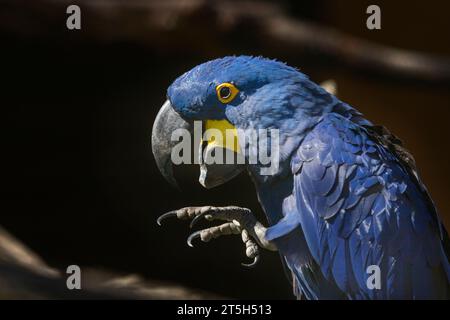 Der blaue Ara Ara Hyazinthe sitzt und hat einen offenen Schnabel und ein hochgezogenes Bein mit Krallen. Stockfoto