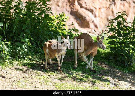 Das rote Känguru ist auf einem grünen Feld. Im Hintergrund ist ein Stein. Stockfoto