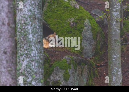 Wolf - Canis Lupus im tiefen Wald auf dem Felsen. Stockfoto